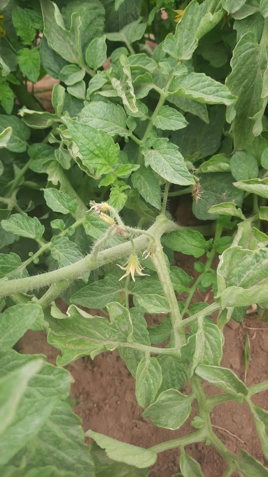 المشكله ف الزهره بتاعت الطماطم تدبل وتسود من جوة عمرها 70 يوم